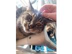 Adopt Puma a Domestic Shorthair / Mixed (short coat) cat in Grand Junction