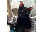 Adopt Leroy a Domestic Shorthair / Mixed (short coat) cat in Grand Junction