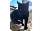 Adopt Ecko a Domestic Shorthair / Mixed (short coat) cat in Grand Junction
