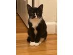 Adopt Pepper a Domestic Shorthair / Mixed (short coat) cat in Grand Junction
