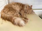 Adopt Sage a Domestic Mediumhair / Mixed (short coat) cat in Grand Junction
