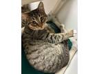 Adopt Cinnamon Toast Crunch a Domestic Shorthair / Mixed (short coat) cat in