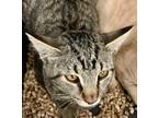 Adopt Cheerio a Domestic Shorthair / Mixed (short coat) cat in Grand Junction
