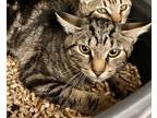 Adopt Mini Wheat a Domestic Shorthair / Mixed (short coat) cat in Grand