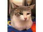 Adopt Jackie a Domestic Shorthair / Mixed (short coat) cat in Grand Junction