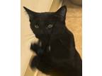 Adopt Sesame a Domestic Shorthair / Mixed (short coat) cat in Grand Junction