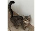 Adopt Prickly Pear a Domestic Shorthair / Mixed (short coat) cat in Grand