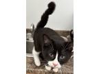 Adopt Prickly Pete a Domestic Shorthair / Mixed (short coat) cat in Grand
