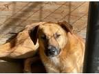 Adopt Clyde a Mixed Breed (Medium) / Mixed dog in Arkadelphia, AR (40683030)