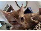 Adopt Rowdy a Domestic Shorthair / Mixed (short coat) cat in Grand Junction