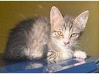Adopt Lloyd a Domestic Shorthair / Mixed (short coat) cat in Grand Junction