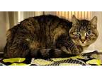Adopt Jennifer a Domestic Shorthair / Mixed (short coat) cat in Grand Junction