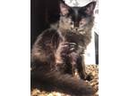 Adopt Crow a Domestic Longhair / Mixed (short coat) cat in Grand Junction