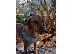 Adopt AJ a Redbone Coonhound / Mixed dog in Arkadelphia, AR (40683002)