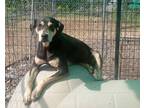 Adopt Bailey a Hound (Unknown Type) / American Pit Bull Terrier / Mixed dog in