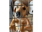 Adopt Beau a Hound (Unknown Type) / Mixed dog in Arkadelphia, AR (40683000)