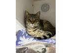 Adopt Shea a Domestic Shorthair / Mixed (short coat) cat in Lagrange