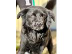 Adopt Joe a Shepherd (Unknown Type) / Mixed dog in Jackson, MS (40682920)