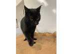 Adopt Leahy a Domestic Shorthair / Mixed (short coat) cat in Pittsfield