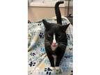 Adopt Blackie a Domestic Shorthair / Mixed (short coat) cat in Elbow Lake