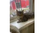 Adopt Alfred Alfredo a Domestic Shorthair / Mixed (short coat) cat in