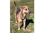 Adopt Suki a German Shepherd Dog / Mixed dog in St. Francisville, LA (39925044)