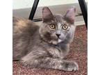 Adopt Bertie a Tortoiseshell Domestic Mediumhair / Mixed (short coat) cat in LAS