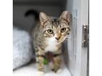 Adopt Lovie a Gray or Blue Domestic Shorthair / Domestic Shorthair / Mixed cat