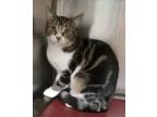 Adopt Belle a White Domestic Shorthair / Domestic Shorthair / Mixed cat in