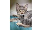 Adopt Nugget a Gray, Blue or Silver Tabby Domestic Shorthair / Mixed Breed