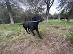 Adopt Hondo a Black Labrador Retriever / Mixed dog in Red Rock, TX (40681822)