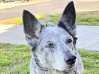 Adopt Lia a Black Mixed Breed (Medium) / Mixed dog in Georgetown, TX (40679954)