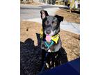 Adopt Ralo*- Ask about me I am in a foster home! a Black Labrador Retriever /