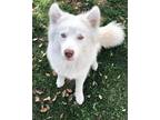 Adopt Winter a White Husky / Mixed dog in Oakley, CA (39815541)