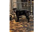 Adopt BUDDY a Labrador Retriever / Mixed dog in Marianna, FL (40678174)