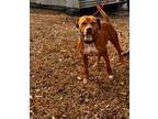 Adopt BO a Hound (Unknown Type) / Mixed dog in Marianna, FL (40678170)