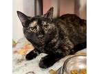 Adopt Kinleigh a All Black Domestic Shorthair / Mixed cat in Merriam