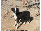 Adopt Magnum a Border Collie / Mixed dog in Batesville, AR (39494181)
