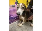 Adopt Mindy a Brown/Chocolate Beagle / Mixed Breed (Medium) / Mixed (short coat)