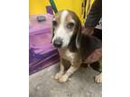Adopt Mindy a Brown/Chocolate Beagle / Mixed dog in Henderson, KY (40678072)