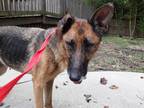 Adopt Emlou - IN FOSTER a Brown/Chocolate German Shepherd Dog / Mixed Breed