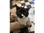 Adopt Biscuit a Black & White or Tuxedo Domestic Shorthair / Mixed cat in