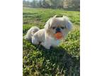 Adopt Kevin a White - with Tan, Yellow or Fawn Pekingese / Mixed dog in Prosper
