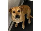 Adopt Samantha a Tan/Yellow/Fawn Pit Bull Terrier / Mixed dog in Weatherford