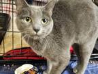Adopt Taco a Gray or Blue Domestic Shorthair / Mixed cat in Bossier City