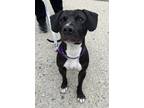 Adopt Triscuit a Black American Pit Bull Terrier / Mixed dog in Brooklyn