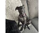 Adopt Tucker a Black Mixed Breed (Large) / Mixed dog in Saskatoon, SK (40261520)