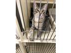 Adopt Asher a Spotted Tabby/Leopard Spotted Domestic Shorthair / Mixed cat in