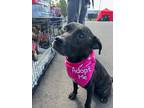 Adopt Ronnie a Brindle Pit Bull Terrier / Mixed Breed (Medium) / Mixed dog in