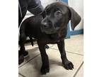 Adopt Ranger a Black Labrador Retriever / Mixed Breed (Medium) / Mixed dog in